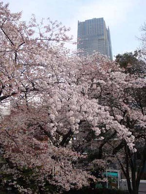 青山・満開の桜