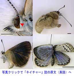 原発事故の影響で羽や目に異常が発生した蝶のヤマトシジミ
