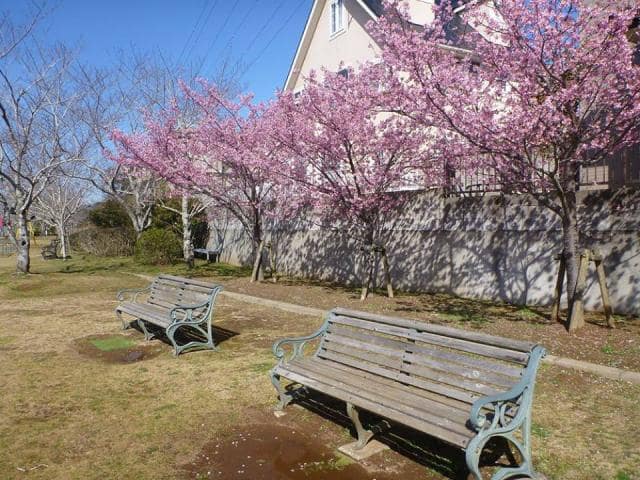 実家の近所の桜