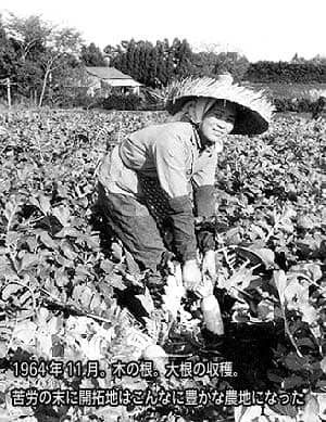 1964（昭和39）年11月。木の根。大根を収穫しているところ。苦労の末に開拓地はこんなに豊かな農地になった